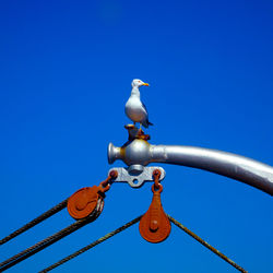 Low angle view of seagull perching on metal against sky