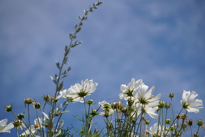Close-up of fresh white flowers blooming outdoors