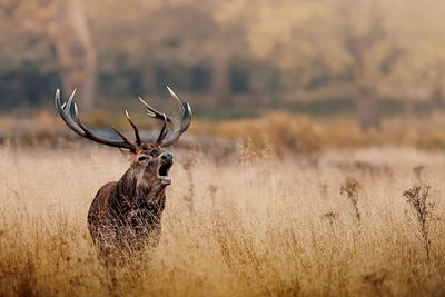 Red deer stag bellowing in long grass