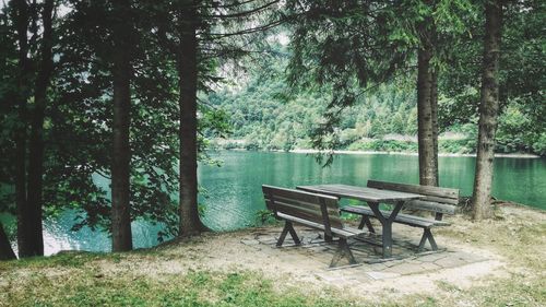 Empty bench by trees in forest