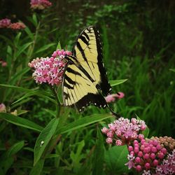 Close-up of butterfly on pink flowers