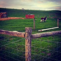 Horses on field against sky