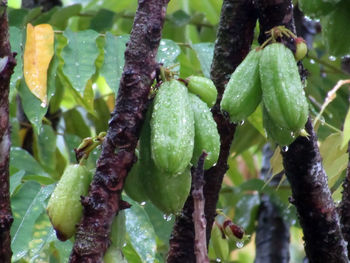 Close-up of wet plant