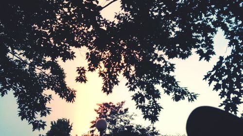 Low angle view of silhouette trees against sky