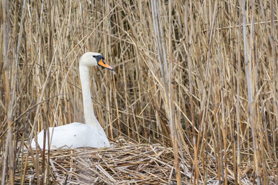 Swan lies in a nest surrounded by a cane