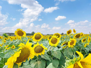 Close-up of yellow flowering plants against sky