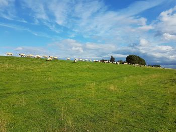 Cows grazing on field against sky