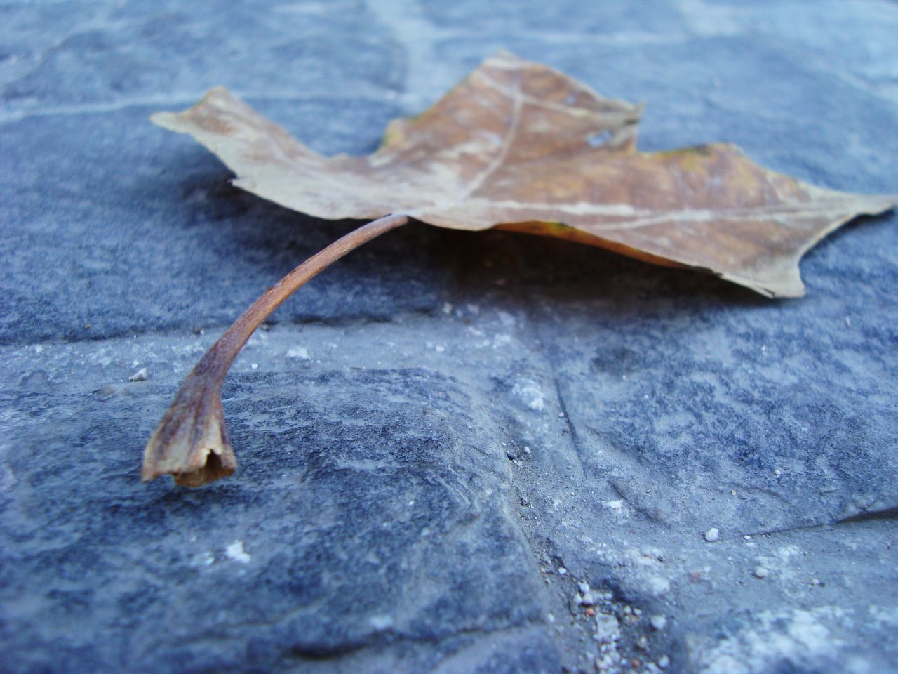 Brown and grey