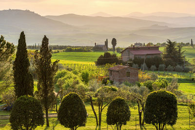 Panoramic view of vineyard and trees against sky