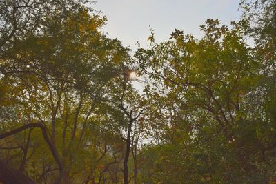 Low angle view of trees in forest against sky