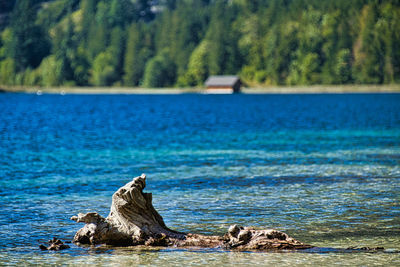 View of a turtle in the lake