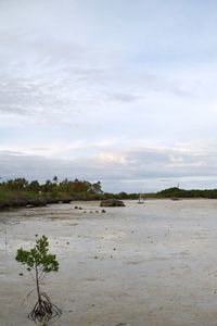 Scenic view of beach against sky