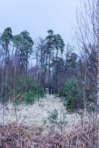 Low angle view of trees against clear sky