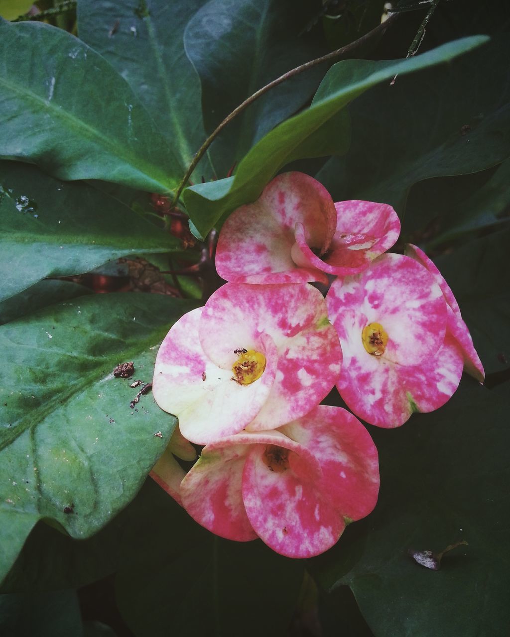 pink color, nature, growth, plant, fragility, beauty in nature, flower, freshness, green color, leaf, outdoors, no people, close-up, petal, flower head, day, water, rhododendron