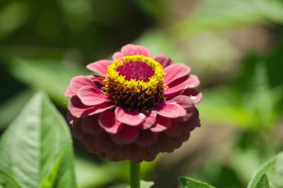 Close-up of pink flower