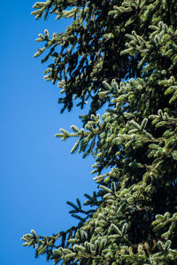 Low angle view of trees against blue sky