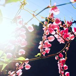 Low angle view of pink flowers on branch