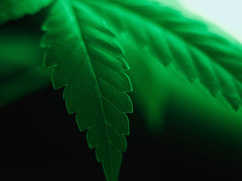 Close-up of green leaves