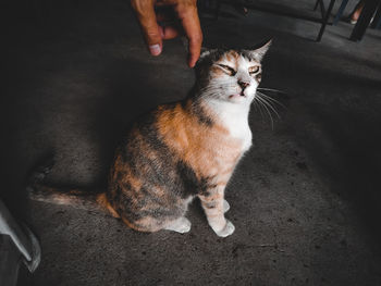 Cat sitting on floor