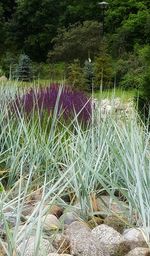 Plants growing on land