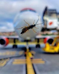 Close-up of insect on glass