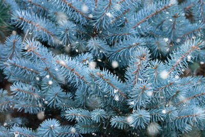 Full frame shot of pine tree during winter