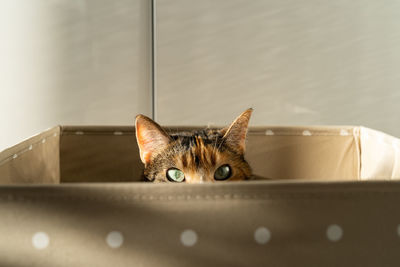 Closeup of curious cat has climbed into storage box, looks out playing hunting for a toy. pet lovers