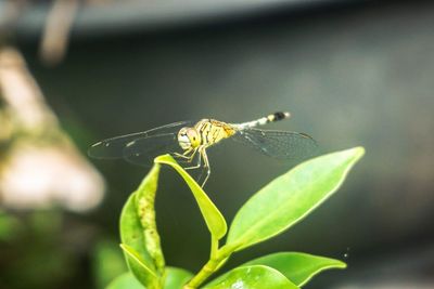 Close-up of insect on leaf