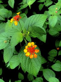 Close-up of yellow flowering plant