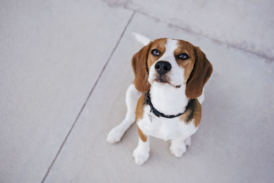 Top view of cute beagle dog outdoors sitting on the ground. pets concept