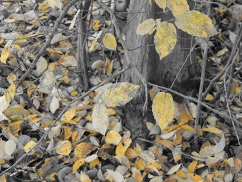 Leaves on field