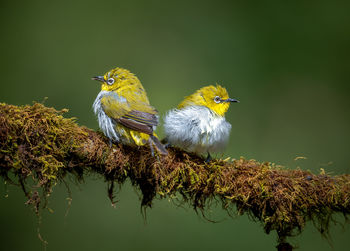 Bird perching on a tree