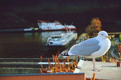 Seagull perching on railing