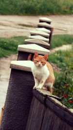 Portrait of cat relaxing on fence