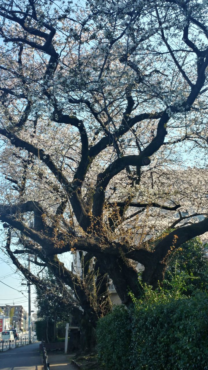 tree, plant, branch, growth, nature, day, architecture, built structure, flower, flowering plant, no people, building exterior, outdoors, springtime, tree trunk, trunk, blossom, city, fragility, beauty in nature, cherry blossom, cherry tree