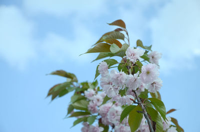 Close-up of cherry blossoms against sky