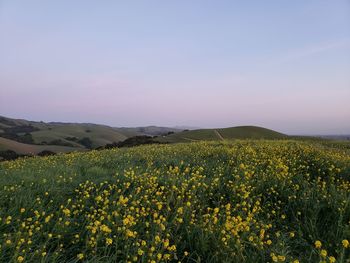 Scenic view of oilseed rape field against sky