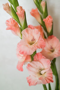 Close-up of pink rose flowers in vase