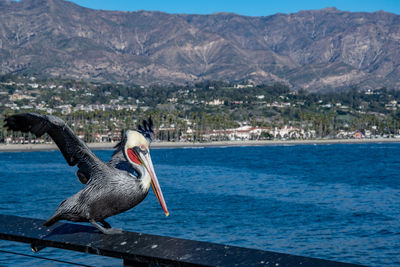 View of birds flying over sea