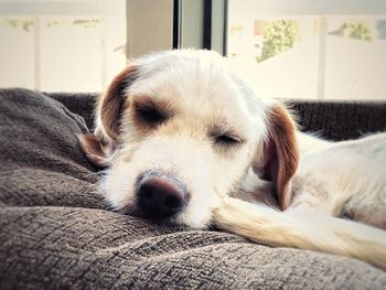 Close-up of dog sleeping on sofa at home