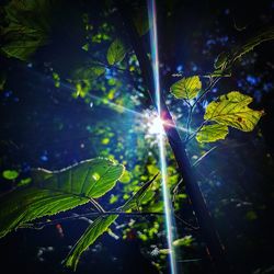 Low angle view of plants against bright sun