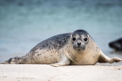 View of an animal on beach