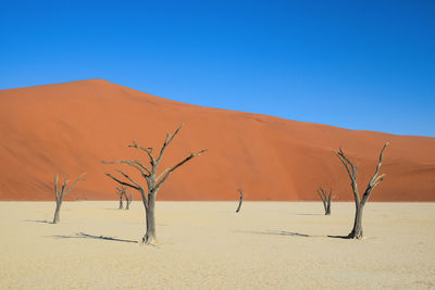 Bare tree on sand dune against clear sky