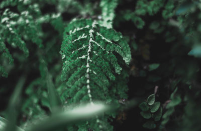 Close-up of fresh green leaves in forest