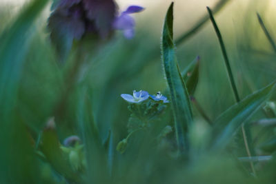 Close-up of purple flowering plant