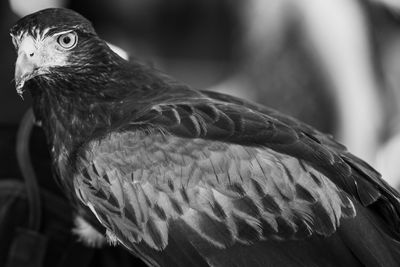 Patrol hawk granville island