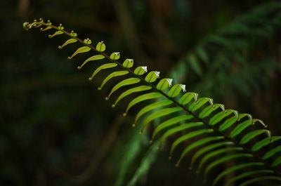 Close-up of fern leaves