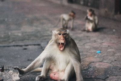 Monkey on street