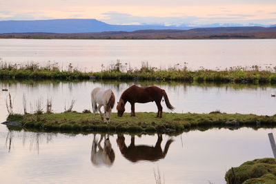 Horses in a lake