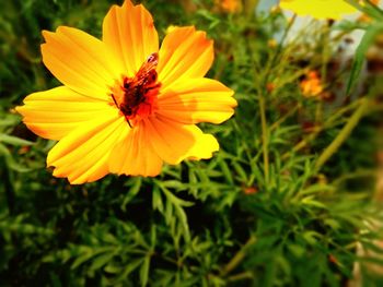 Close-up of yellow cosmos flower blooming outdoors